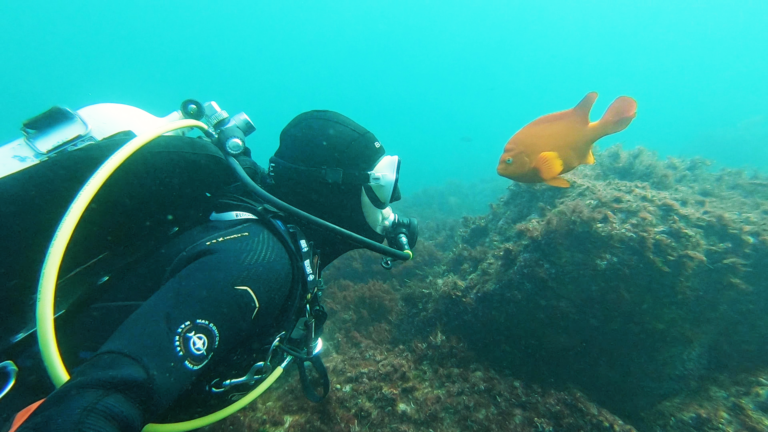 guided dives in san diego