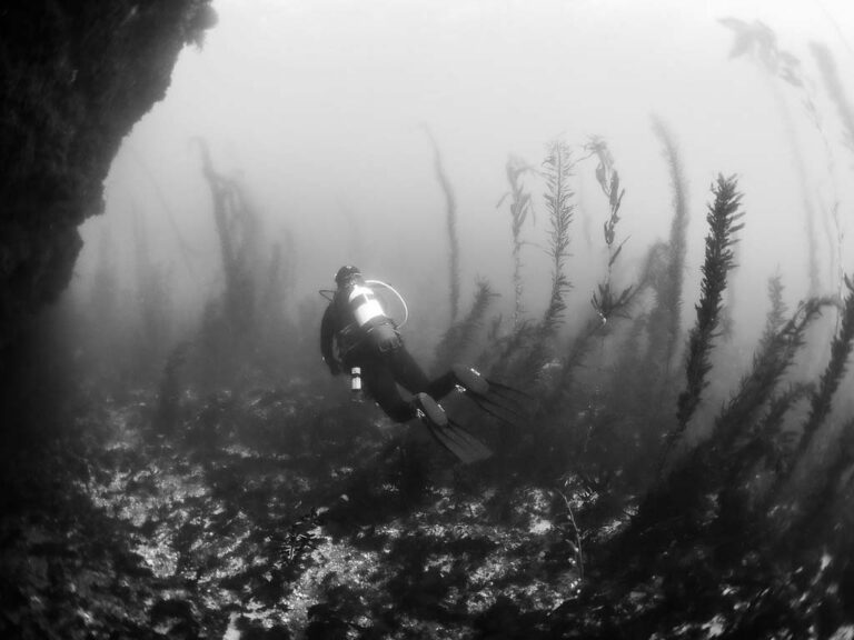 La Jolla Cove Scuba Diving A Guide for Divers Dive California
