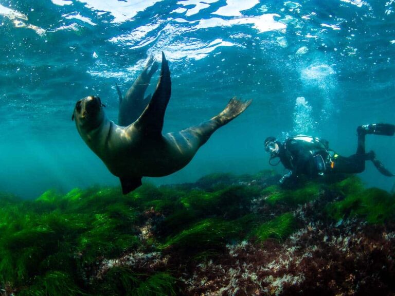 La Jolla Cove Scuba Diving A Guide for Divers Dive California