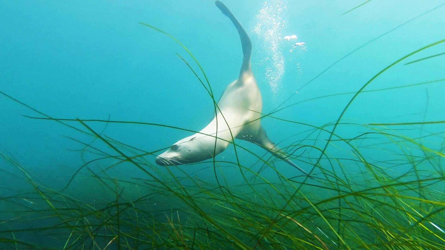 La Jolla Cove Scuba Diving A Guide for Divers Dive California