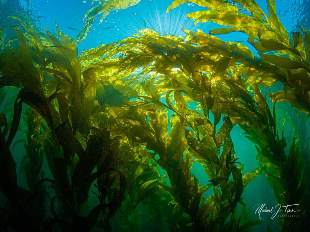 San Diego Kelp Forests: A Guide to La Jolla and Point Loma