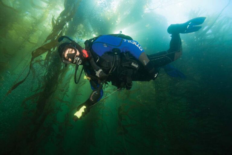 san diego kelp forests