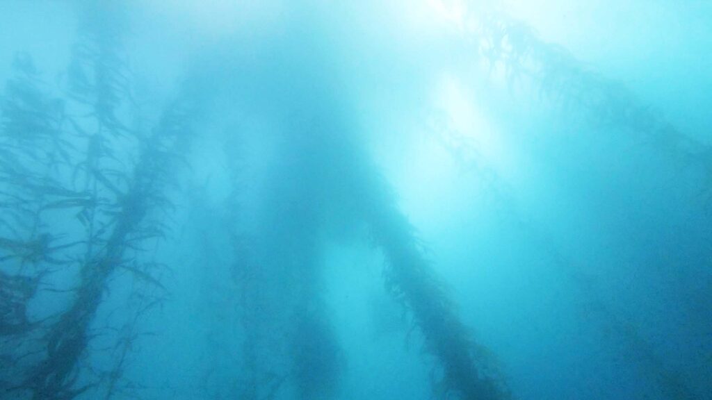 san diego kelp forests