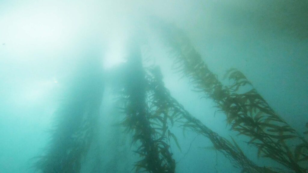 san diego kelp forests