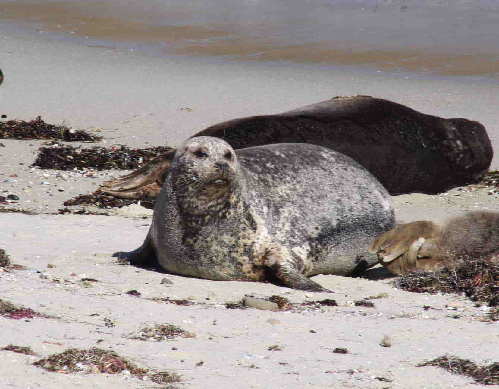 San Diego Sea Lions and Seals A Guide and 5 Reasons to View Them in Water