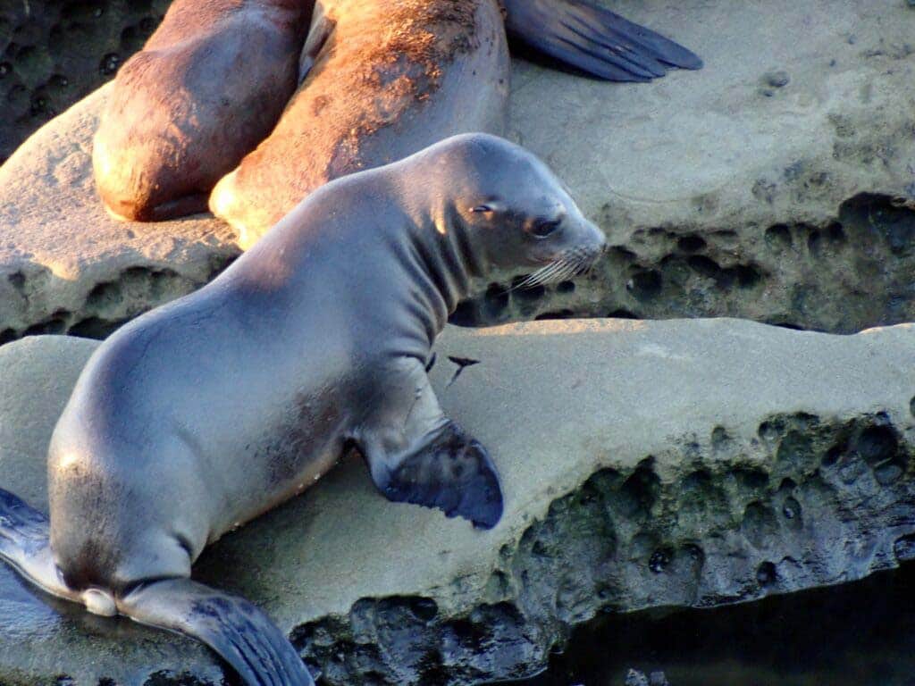 Year-Round Closure To Protect Sea Lions 