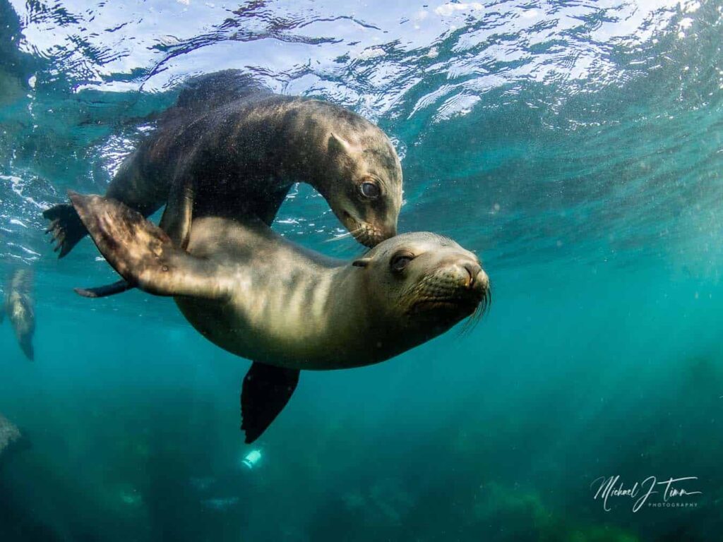 San Diego Sea Lions and Seals A Guide and 5 Reasons to View Them in Water