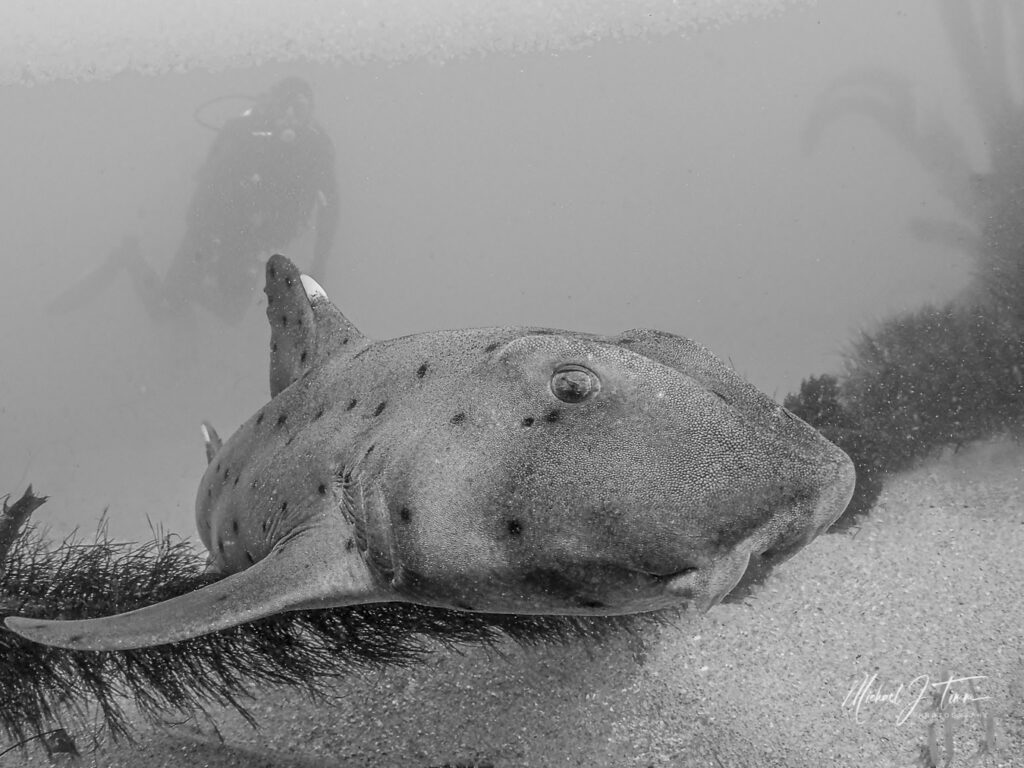 horn-sharks