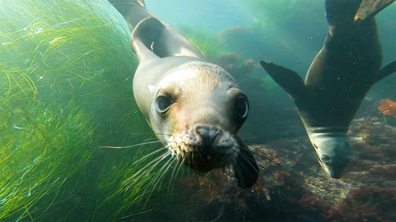 Dive California 