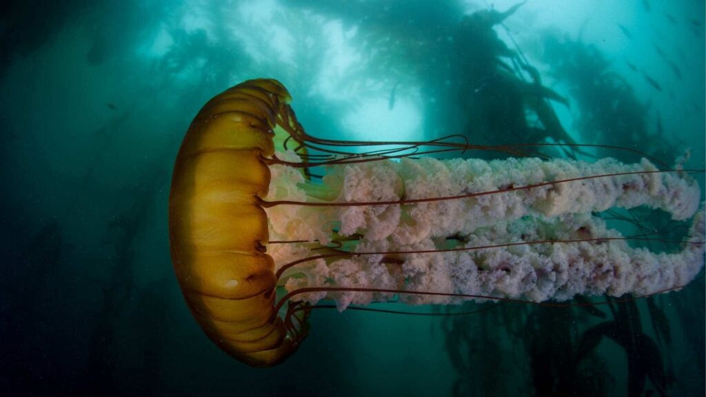 cold water diving