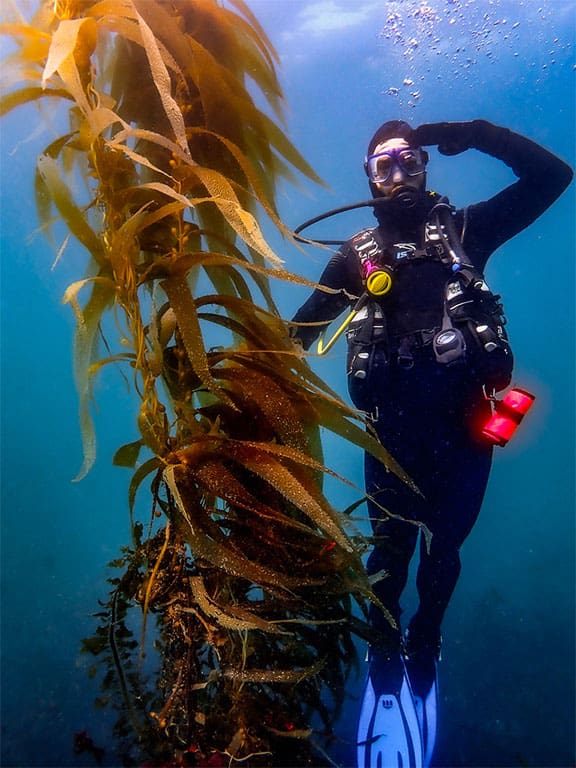 help the kelp
