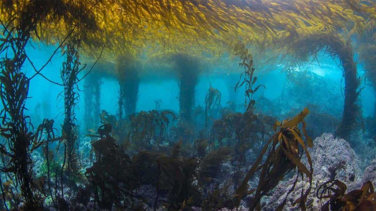 5 Ways You Can Help the Kelp! Dive California