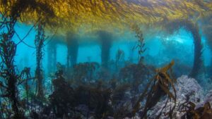 help the kelp