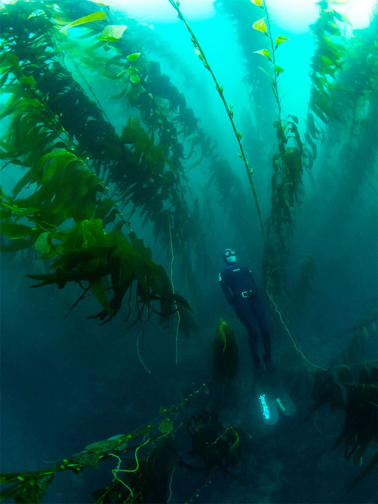 help the kelp