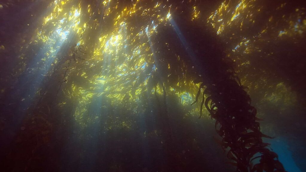 california scuba diving