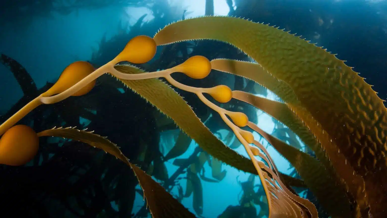 California Scuba Diving: Best Places to dive in the Golden State