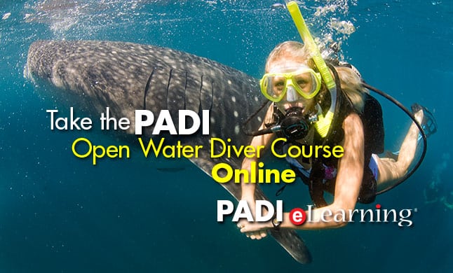 female scuba diver and whale shark
