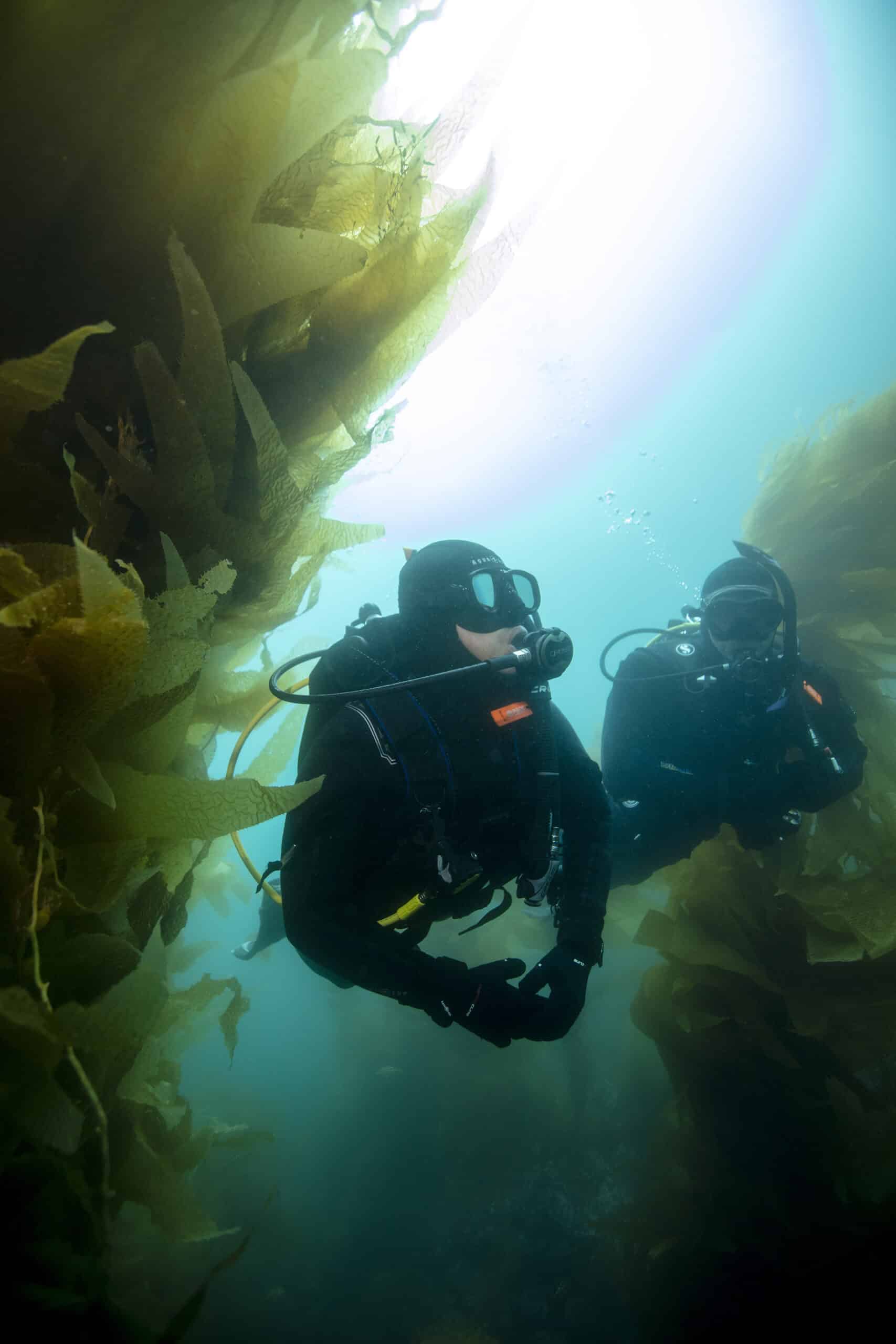 Divers in Kelp forest